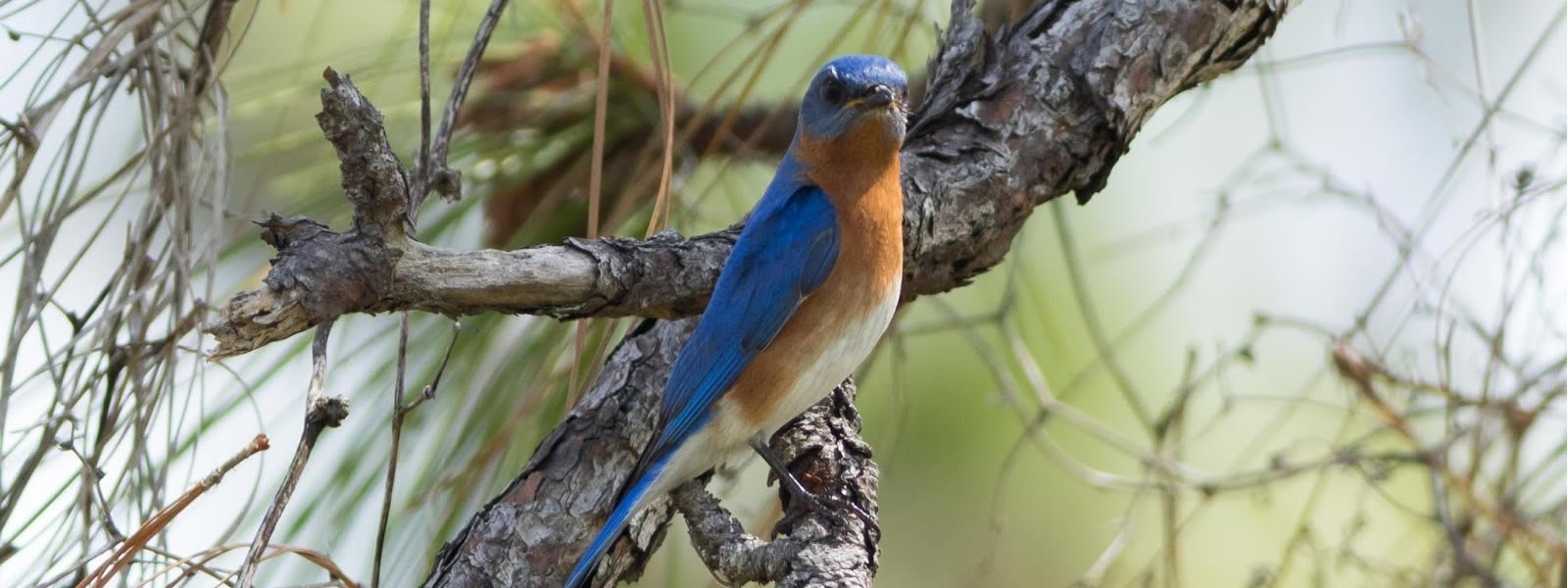 daysBirdwatchinginSerengetiandNgorongorocrater